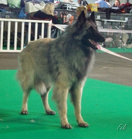 n°97 Dolwen de condivicnum 5427.JPG